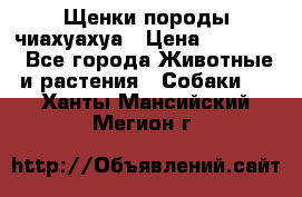 Щенки породы чиахуахуа › Цена ­ 12 000 - Все города Животные и растения » Собаки   . Ханты-Мансийский,Мегион г.